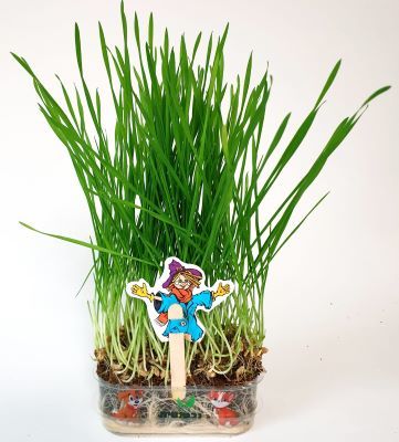 דשא לכלבים וחתולים 30 גרם