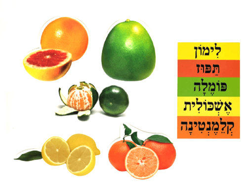 ערכת המחשה - פירות הדר
