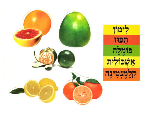 ערכת המחשה - פירות הדר