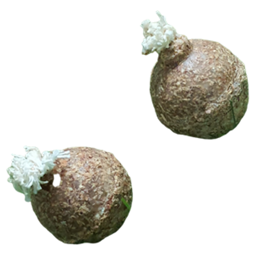 חבילת כדורי אש מדליקים
