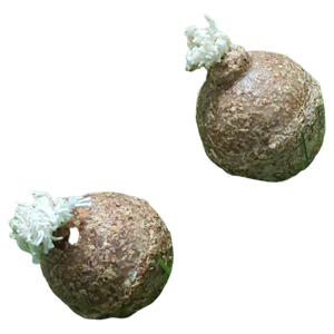 חבילת כדורי אש מדליקים