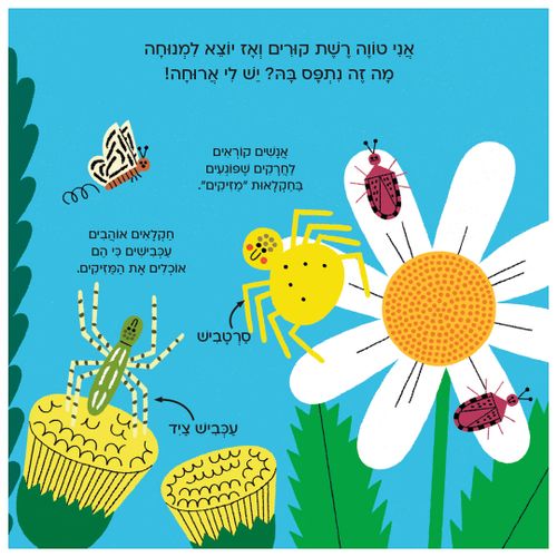 עולם קטן ירוק שלי: עכביש – ספר קרטון