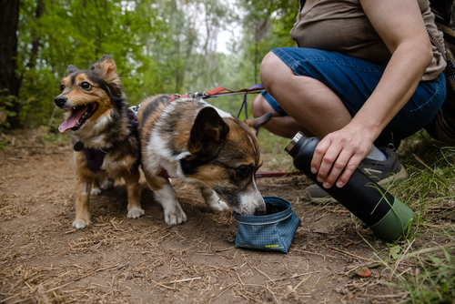 Great Basin™ Dog Bowl