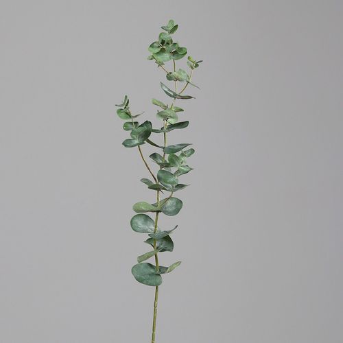   ענף אקליפטוס ירוק 74 ס