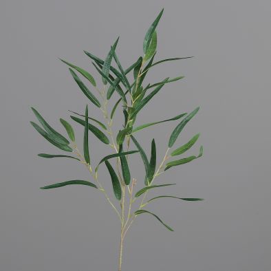  ענף אקליפטוס ירוק 96 ס