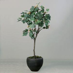  עץ תאנה בכלי שחור 190 ס"מ FIG TREE