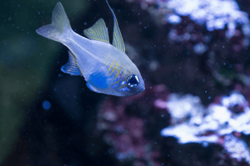 קרדינל עין כחולה-Threadfin Cardinalfish