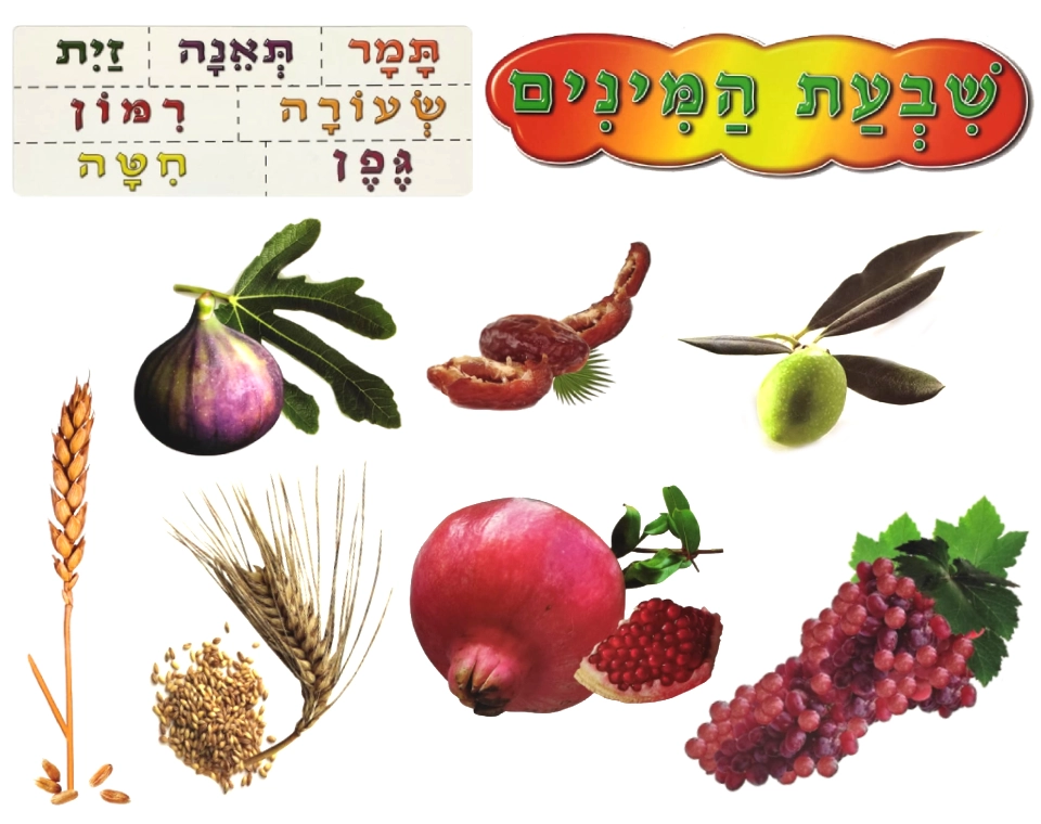 ערכת המחשה - שבעת המינים