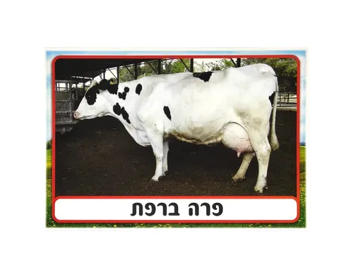 ערכת תמונות - חלב