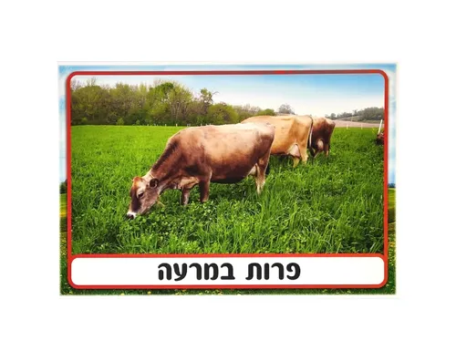 ערכת תמונות - חלב