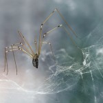 צלם השבוע – ליאור גליכמן