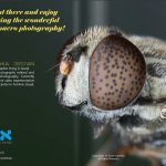 צלמי המאקרו שלנו מתארחים בIsraeli Lens Magazine