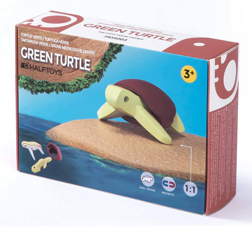 הרכבה צב ים ירוק מגנטי עם שלד