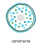 פרוביוטיקה