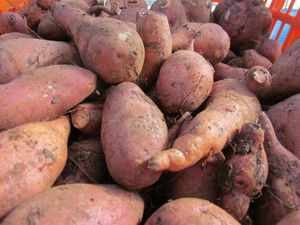בטטה אורגנית - כישורית (ק"ג)