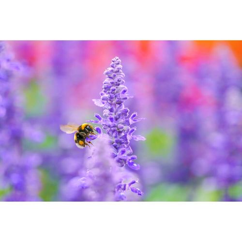 עדשה - Sigma 105mm f/2.8 DG DN Macro Art Lens for Sony E