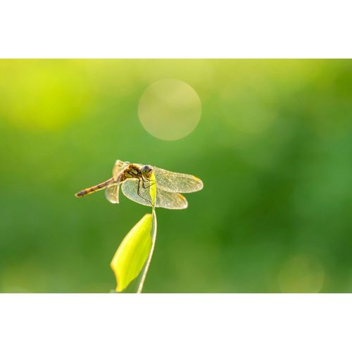 עדשה - Sigma 105mm f/2.8 DG DN Macro Art Lens for Sony E