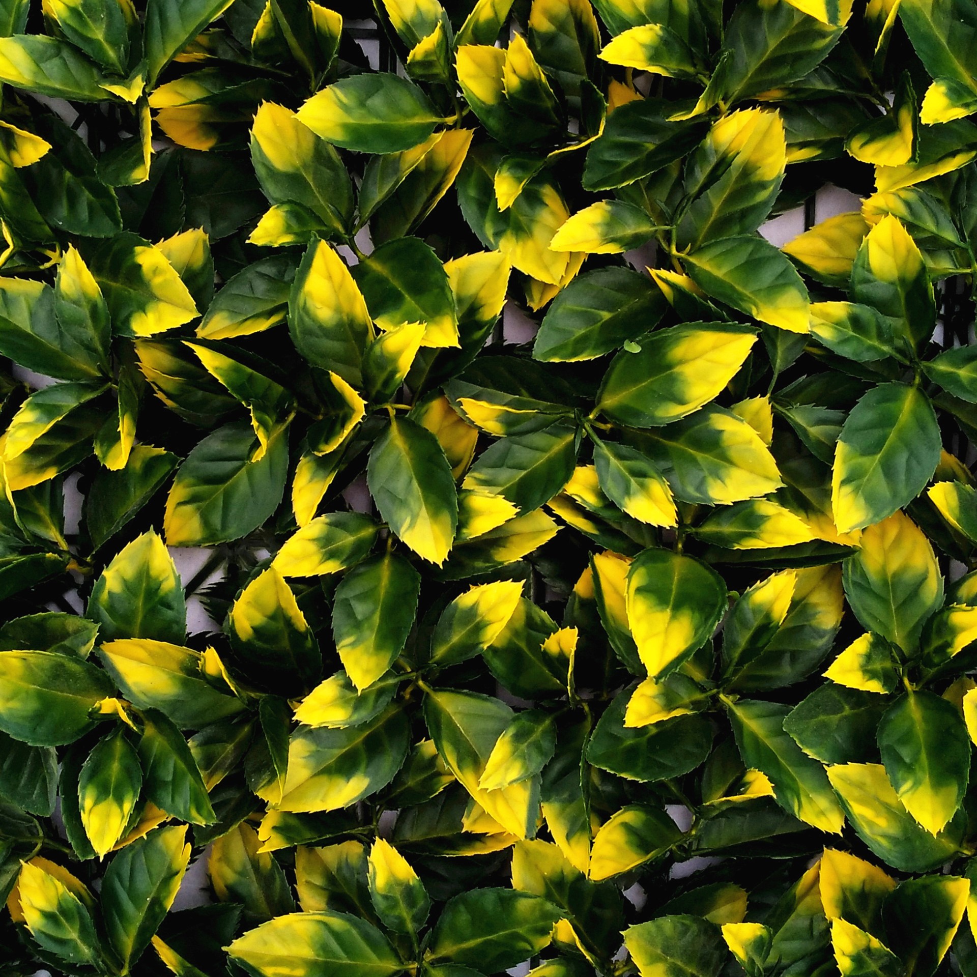 קיר ירוק – Photinia Leaf Yellow