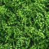 קיר ירוק – Mediterranean Fern