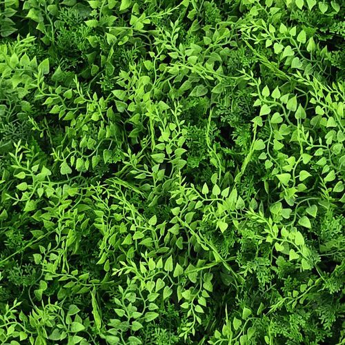 קיר ירוק – Mediterranean Fern