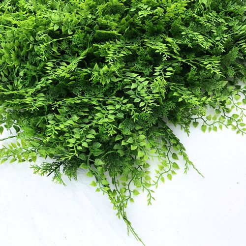 קיר ירוק – Mediterranean Fern