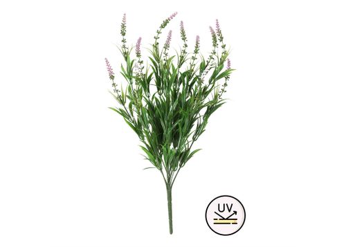 לבנדר סגלגל