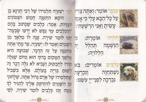 ספרון כיס פרק שירה- דגם נבל
