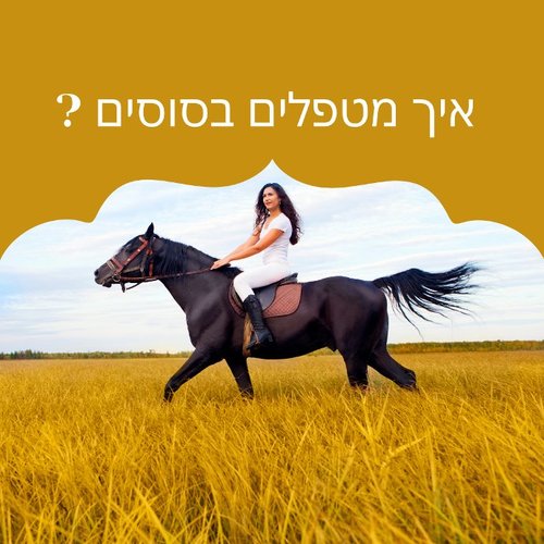 איך מטפלים בסוסים
