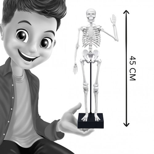 ערכה לבניית דמוי שלד אדם בגודל 45 ס