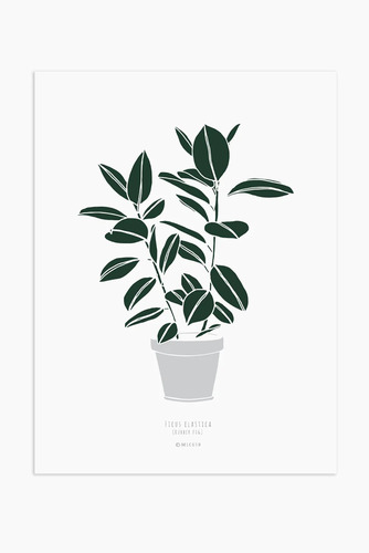 הדפס - Ficus elastica