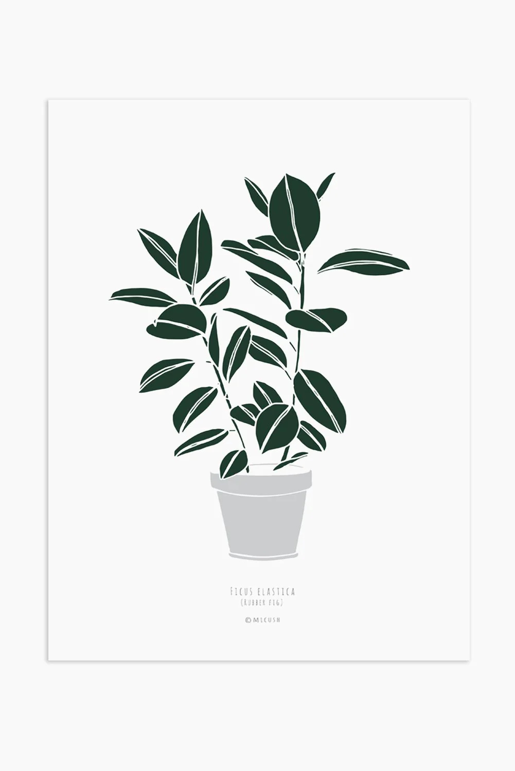 הדפס - Ficus elastica