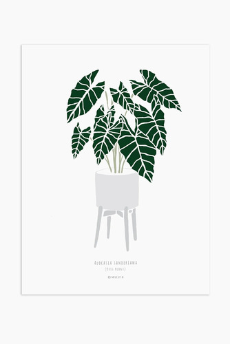 הדפס - Alocasia sanderiana