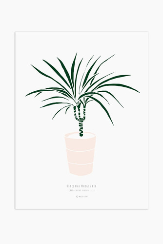 הדפס - Small Dracaena marginata