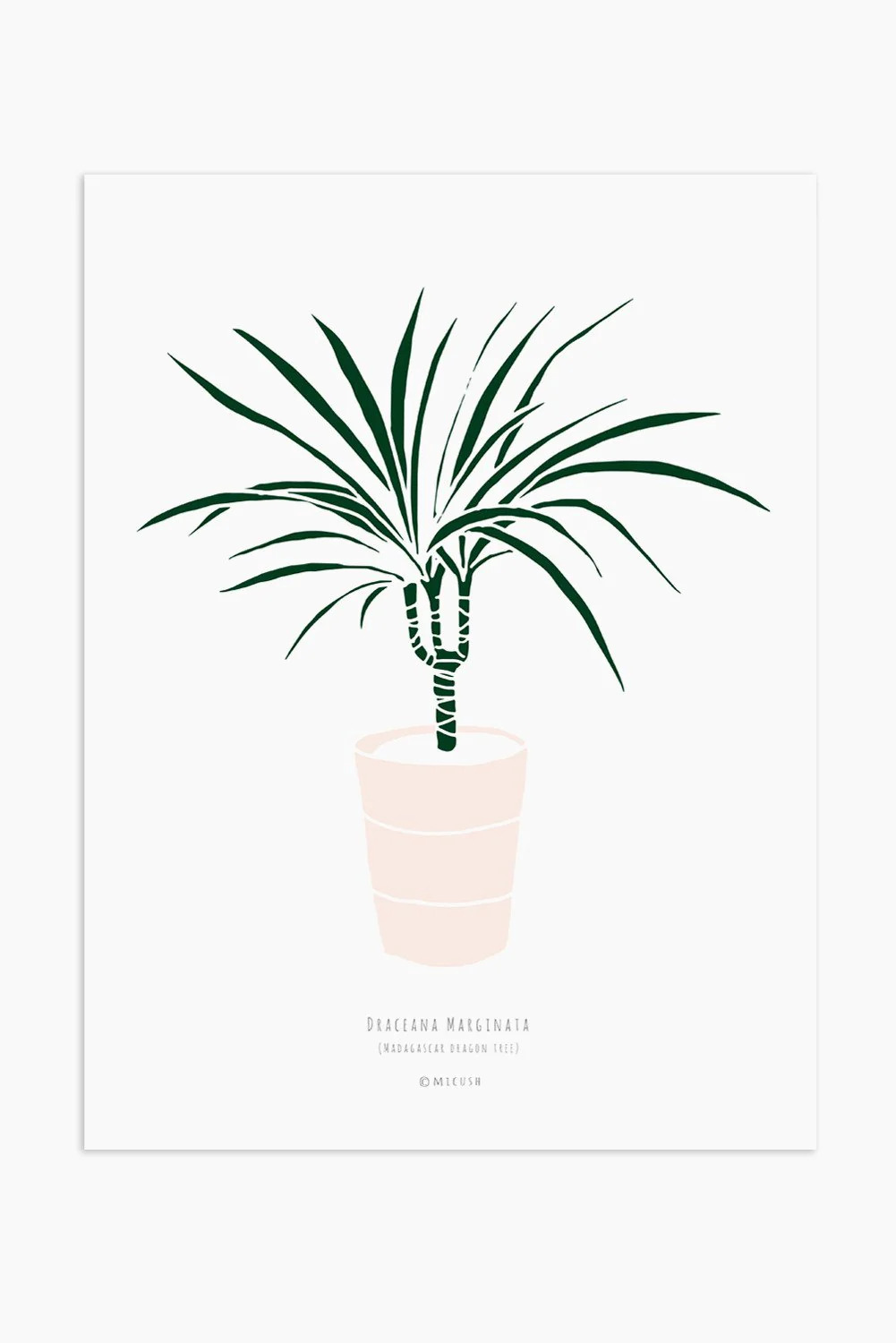 הדפס - Small Dracaena marginata
