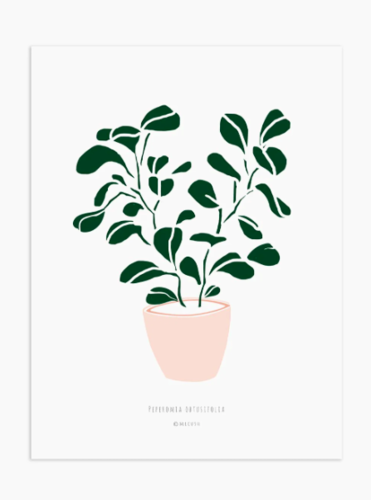 הדפס - Peperomia obtusifolia