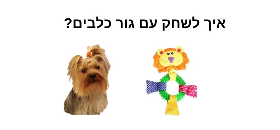 איך לשחק עם גור כלבים?