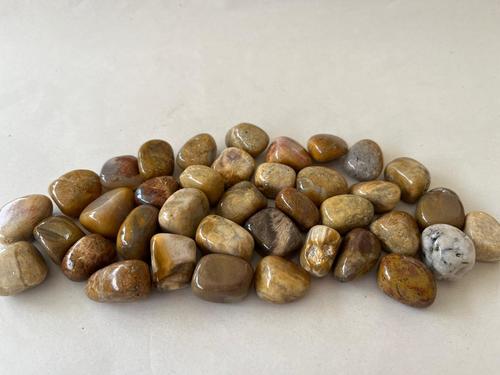 אלמוג מאובן חלוק CORAL FOSSIL