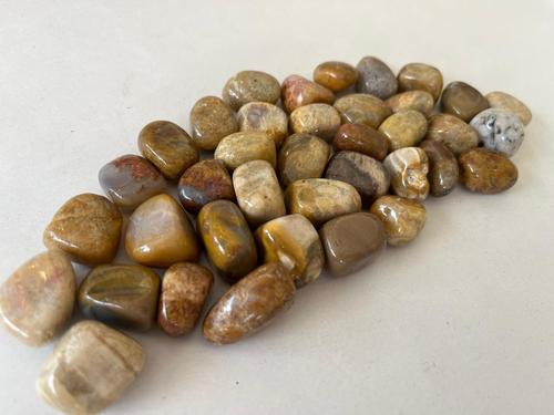 אלמוג מאובן חלוק CORAL FOSSIL
