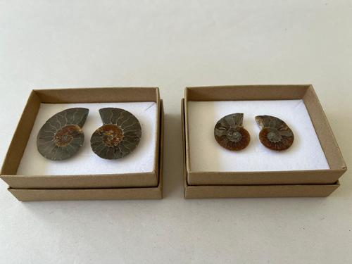 זוג אמונייט Ammonite Pairs