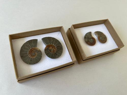 זוג אמונייט Ammonite Pairs