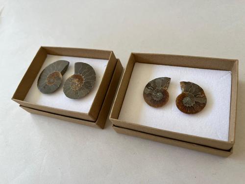 זוג אמונייט Ammonite Pairs