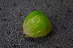 שייקר בצורת חסה NINO Lettuce Shaker