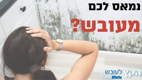 הקץ לעובש | לבן תרמיל 300 מ