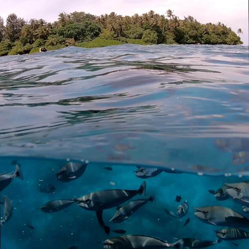 כיסוי לצילום במים עם מצלמת גופרו PolarPro FiftyFifty Dome