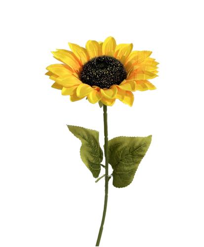 ענף חמנייה בודד ק.16 ג.60 ס