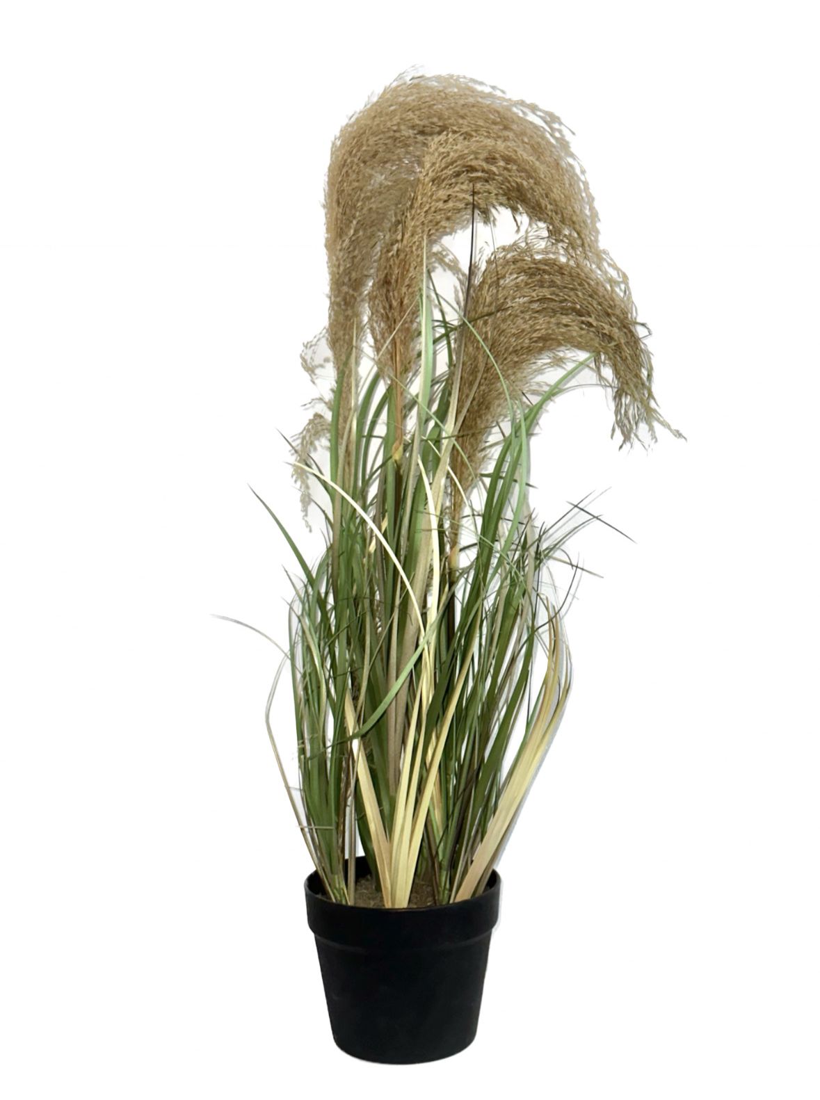 שיח קנה מצוי 3 קנים ג.94 ס"מ בעציץ 