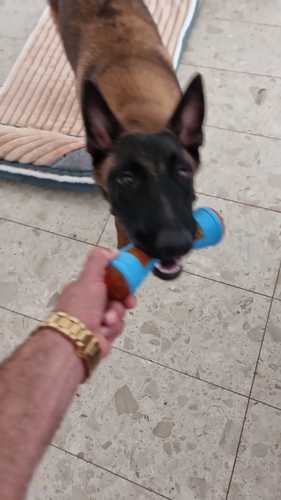 צעצוע לעיסה יוקרתי לכלב פבלה 