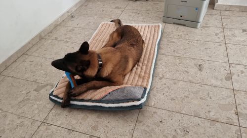 צעצוע לעיסה יוקרתי לכלב פבלה