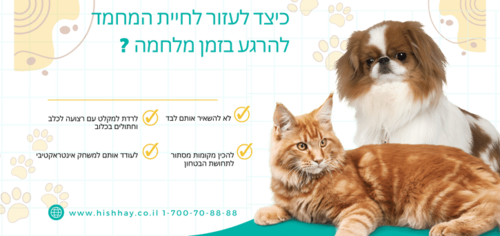 איך מרגיעים כלבים וחתולים בזמן אזעקות