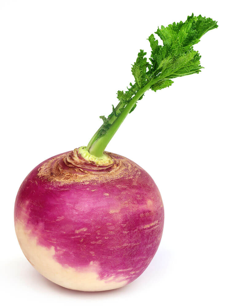 זרעי לפת
